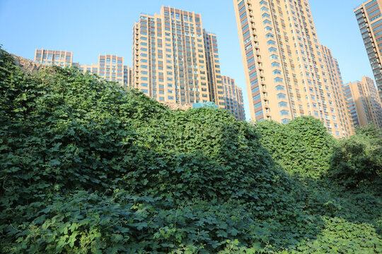 綠植墻