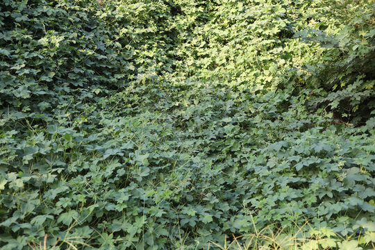 綠植墻