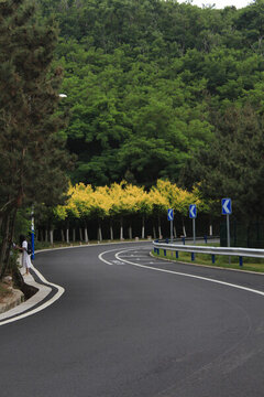 威海環(huán)海路森林