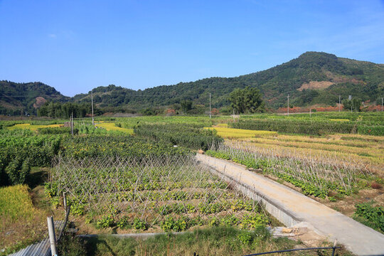 田園風光