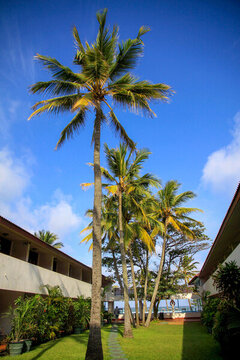 椰子树与蓝天白云