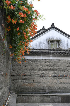 圍墻綠植