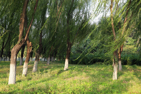 陽光樹林