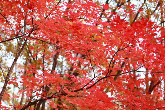 紅葉