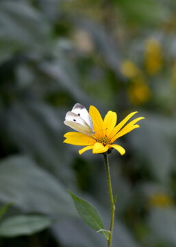 花朵上的白色蝴蝶