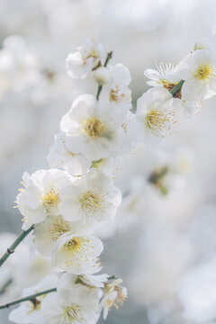 南京雨花臺風景區(qū)的白色梅花