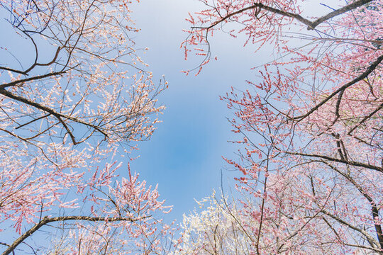 南京雨花臺風(fēng)景區(qū)梅崗的梅花