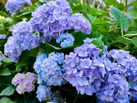 繡球花海背景素材圖