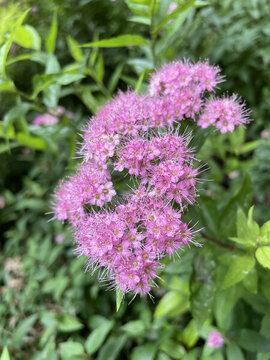 粉花繡線菊