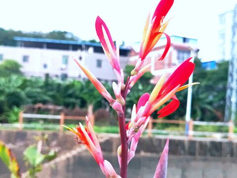 嬌艷的花