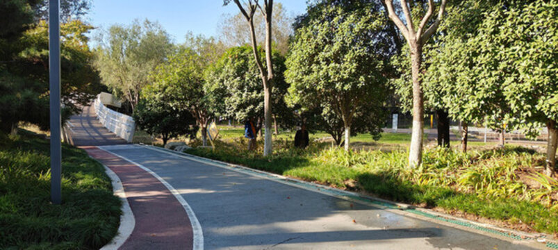公園樹(shù)木