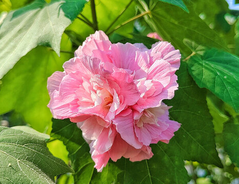 木芙蓉花