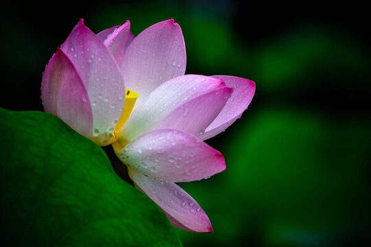 畫(huà)意荷花