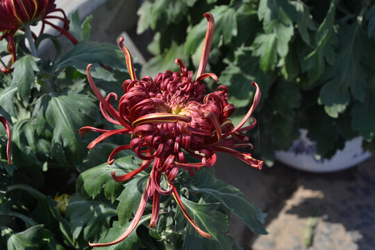大紅色的菊花線菊