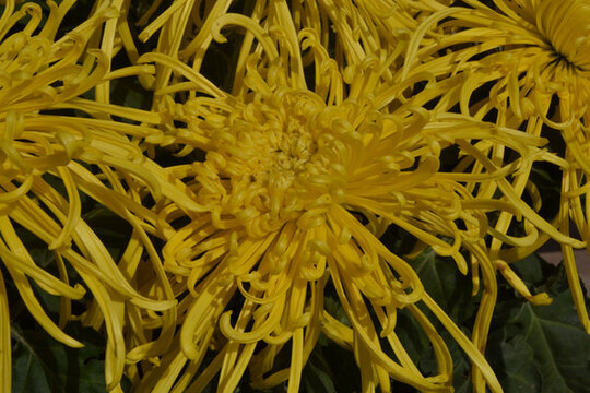 黃色菊花線菊