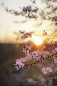 桃花朵朵開