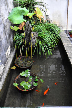 魚池