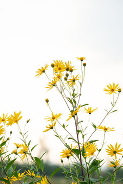 菊芋