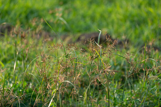 野草香附子