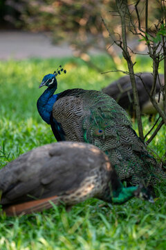 廣州動(dòng)物園孔雀