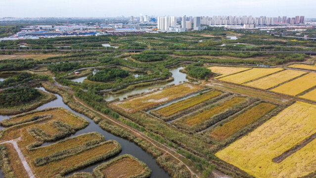天津古海岸濕地秋季航拍