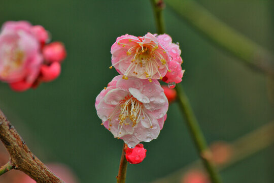 公園里盛開的梅花