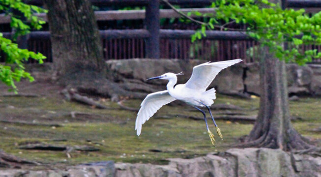 動物園白鷺