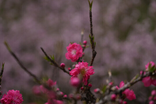 玫紅桃花