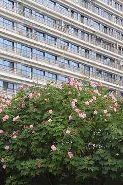 芙蓉花墻