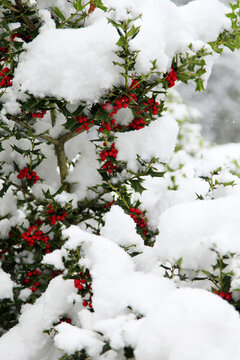 雪景