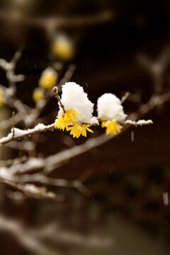 雪中臘梅