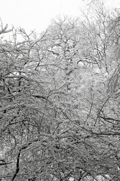 園林雪景