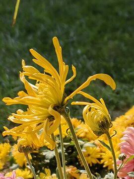 阳光下的黄颜色菊花