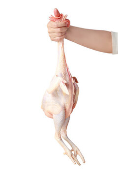 手拿著新鮮的農(nóng)家土雞肉