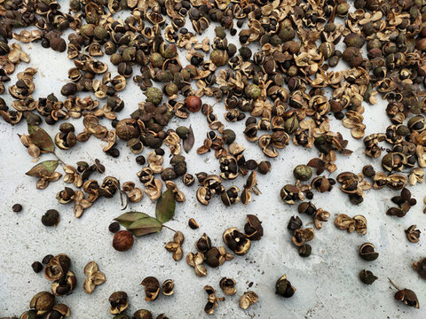 茶油果海報一角
