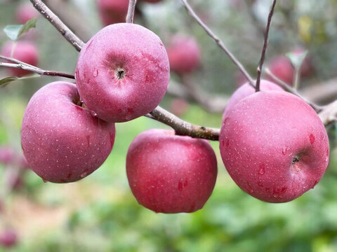 紅蘋(píng)果