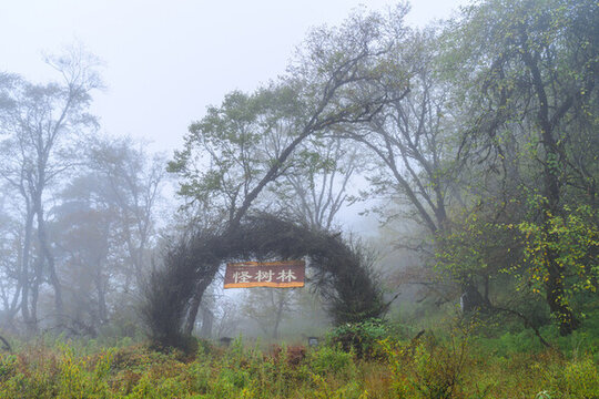 四川石棉王崗坪自然風(fēng)景區(qū)
