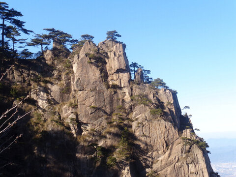 黃山奇峰松樹