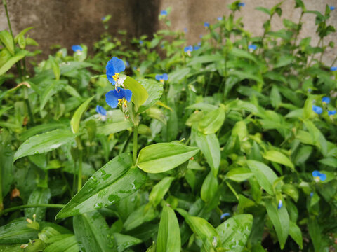 鴨跖草