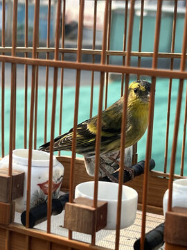 鳥籠子