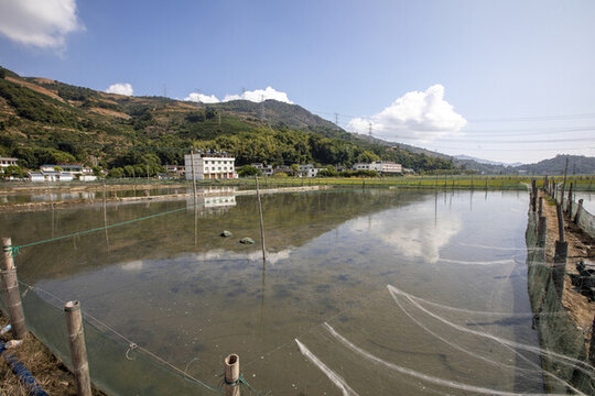 農(nóng)田跳跳魚養(yǎng)殖