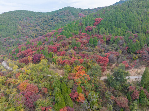 濟南彩石捎近村紅葉