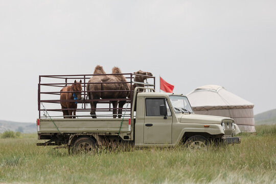 卡车上的骆驼和马
