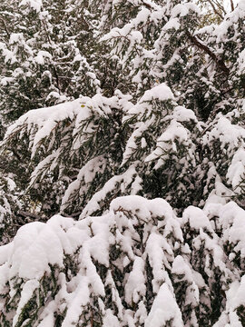 雪中的松樹(shù)
