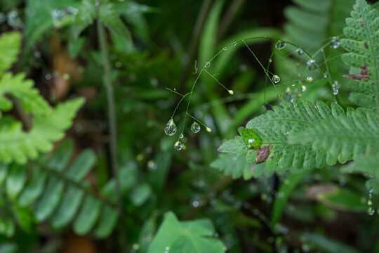 植物上的雨滴