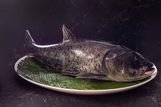 大頭魚(yú)鰱魚(yú)