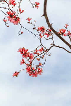 杜鵑花映山紅