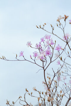杜鵑花映山紅