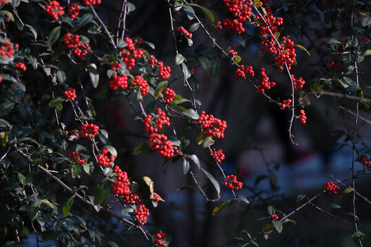 紅色火把果