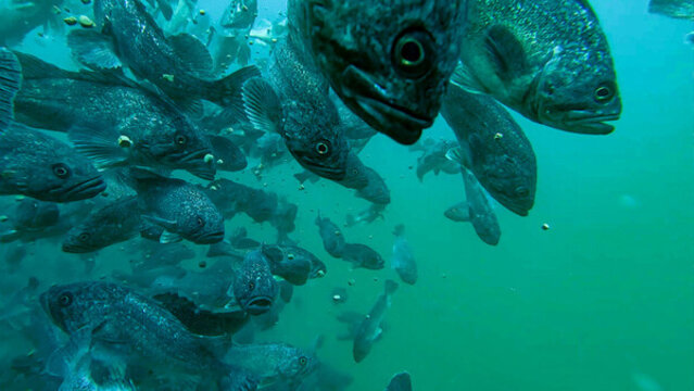 深海魚群水下黑魚潛水?dāng)z影